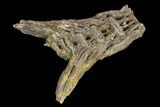 Fossil Fish (Ichthyodectes) Tail Vertebrae - Kansas #127850-2